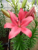 [4081 Yeraeke VH No02.JPG]